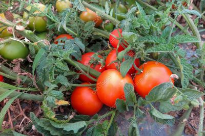 خرید بذر گوجه 4129