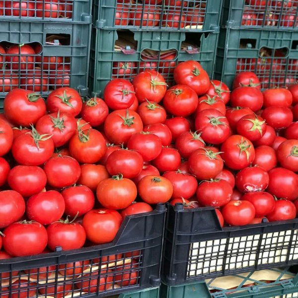 خرید بذر گوجه سی ال ایکس 38122