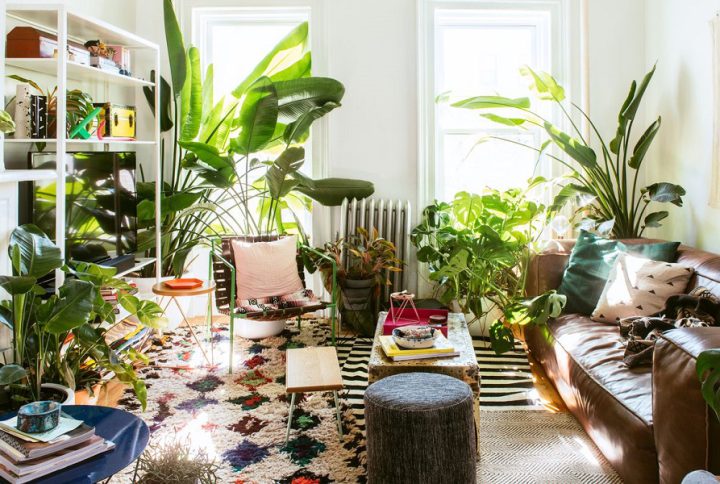 گیاهان آپارتمانی | زیباترین ارقامی که خانه شما را متحول می‌کنند