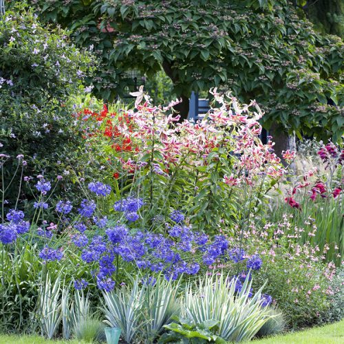 گیاهان مناسب باغچه حیاط | گیاهانی که مقاومت بالایی در برابر شرایط محیطی دارند